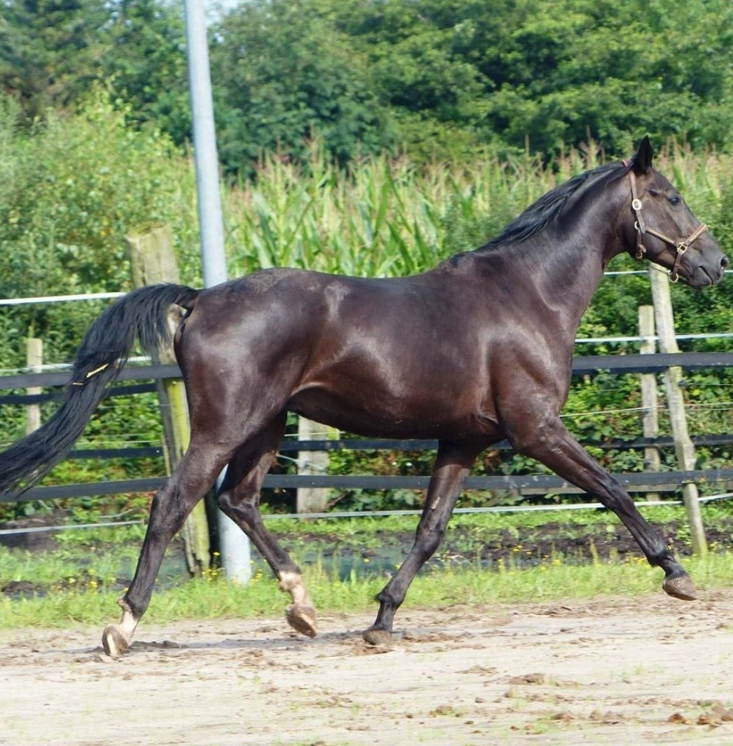 Biete Reitbeteiligung für Wallach in Rodersdorf
