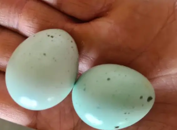 Celadon Wachtel Bruteier, Grünleger