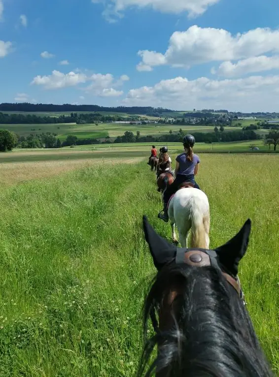 Reitbeteiligung/Mithilfe für Ponys & Pferde nähe Rekingen AG