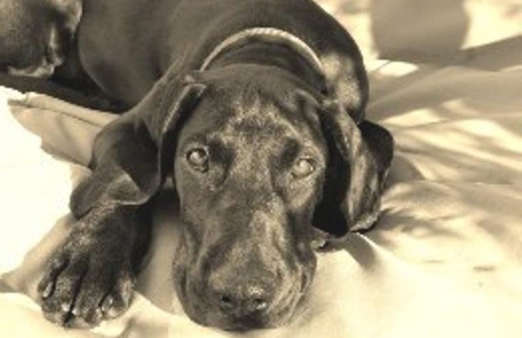 Bayerischer Gebirgsschweisshund/ Magyar Vizsla