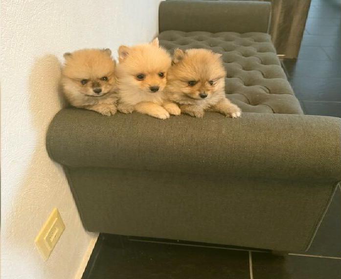 Süsse Pomsky F2 Pomeranian Husky Welpen