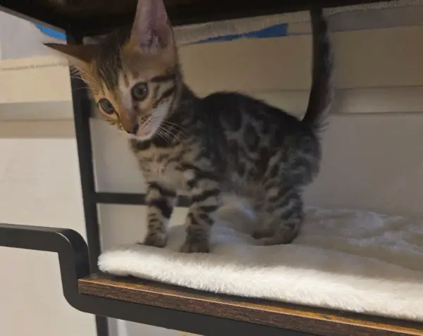 Reinrassige Bengalkatze mit Stammbaum