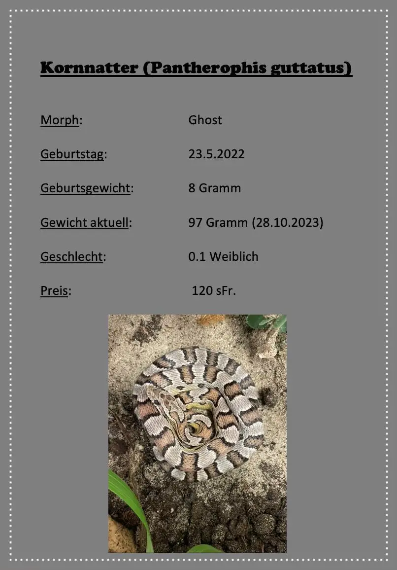 Kornnattern Nachzuchten zu verkaufen
