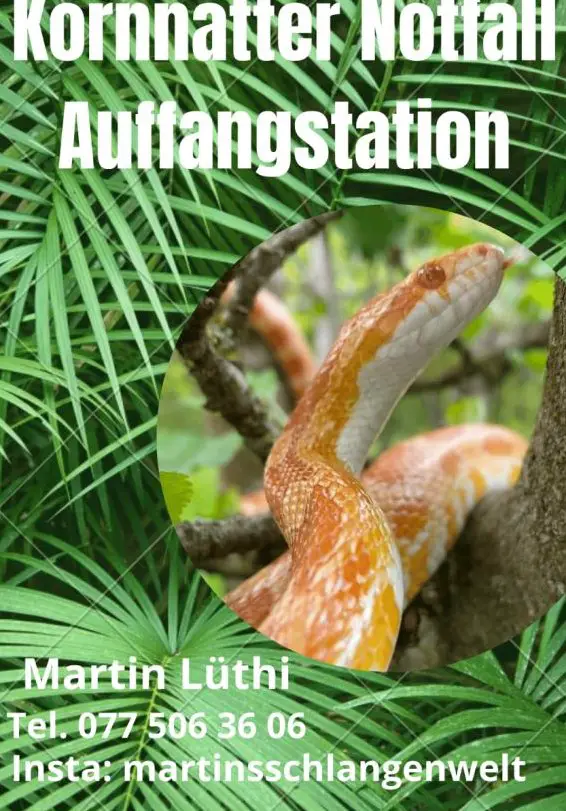 Kornnatter Auffangstation im Raum Bern