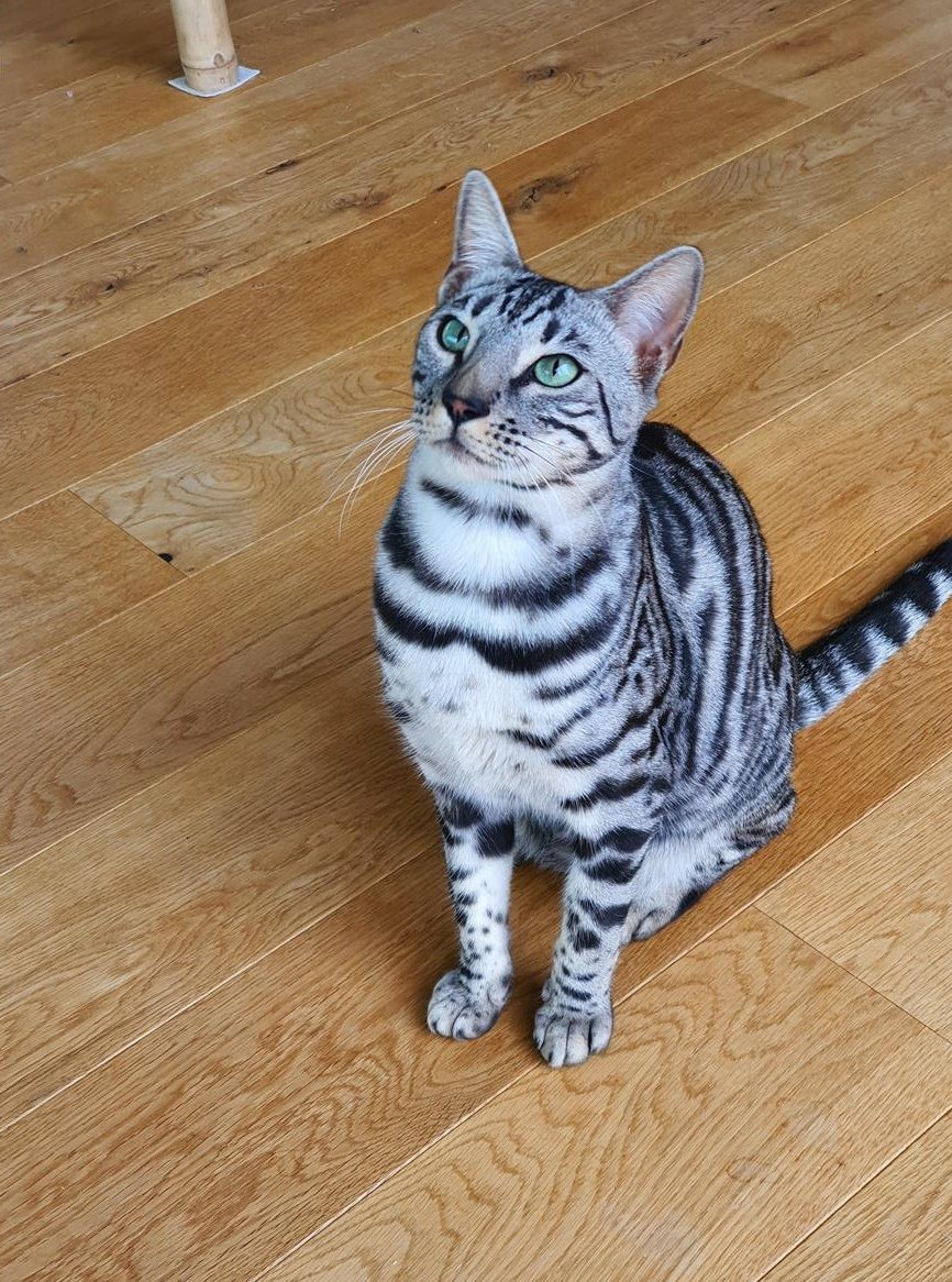 Silbrige 3-jährige Bengal Katze sucht neues Zuhause