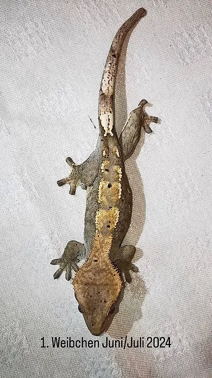 Kronengecko / Crestet Gecko / Correlophus