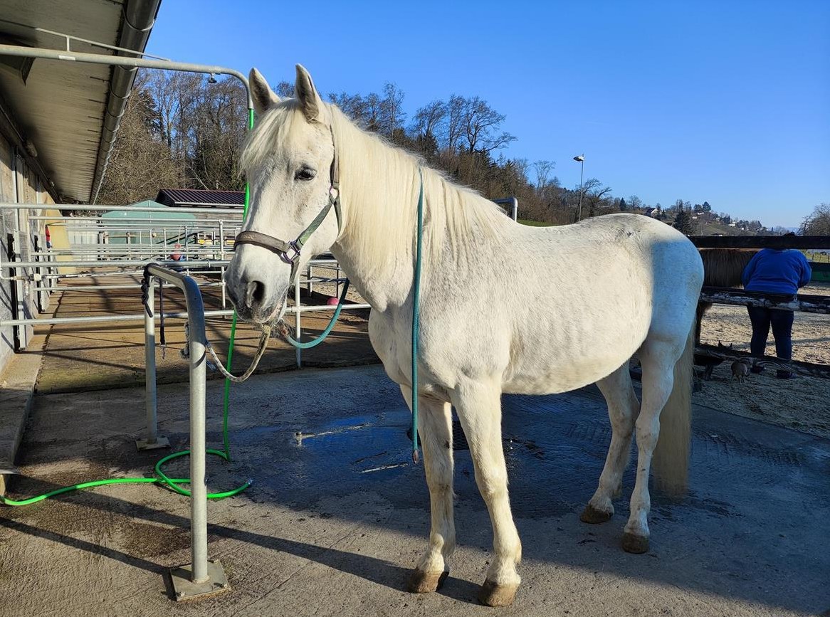 Reitbeteiligung auf Andalusier am schönen Hallwilersee