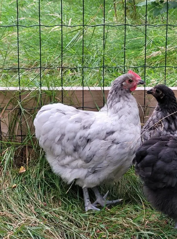 Zwerg-Orpington Junghahn sucht ein neues Zuhause