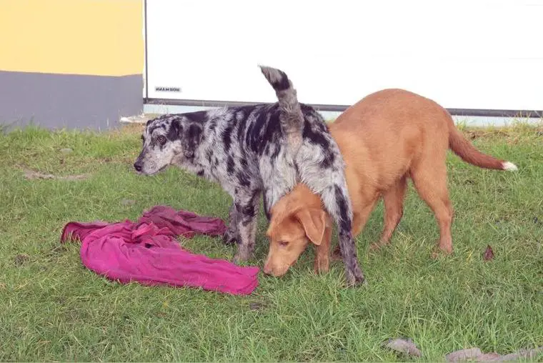 Aussiedor Junghündinnen Labrador x Australian Shepherd
