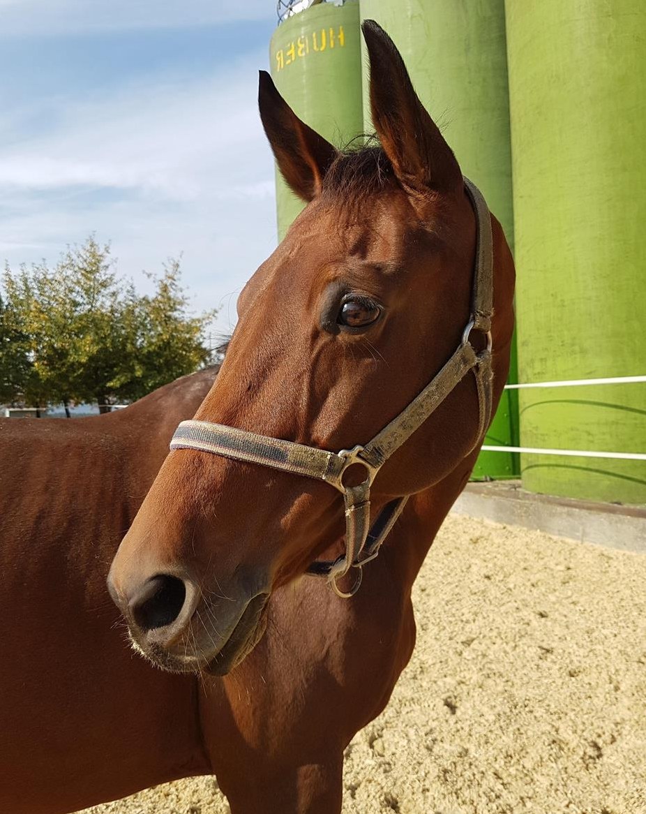 Herzensgutes Pflege- und Spazierpferd ??, Root LU