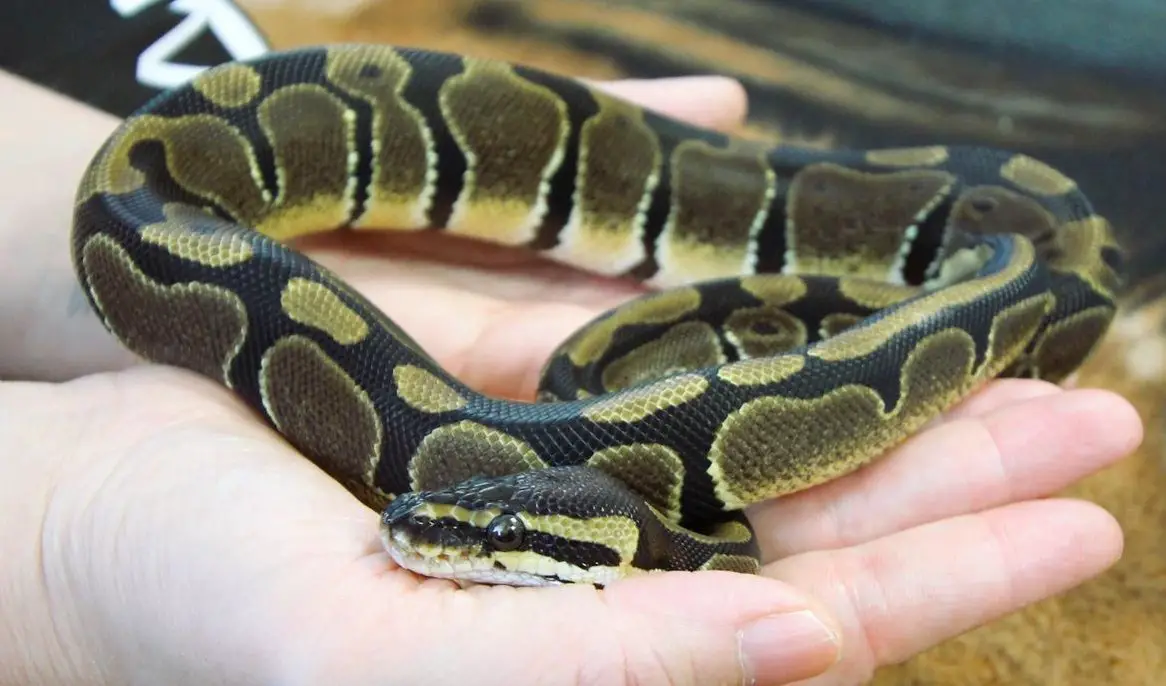 Extrem handzahme Königspython 100% het Pied