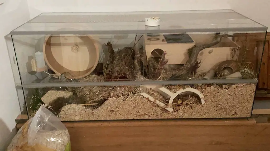 Grosser Hamsterkäfig aus Glas mit Zubehör