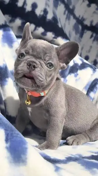 Französische Bulldoggen Welpen Blue Lilac