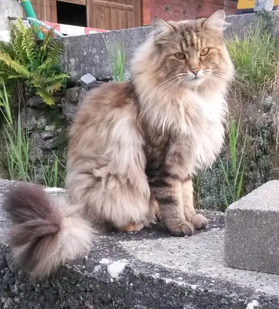 Lilu - Maine Coon Katze vermisst in Orpund BE