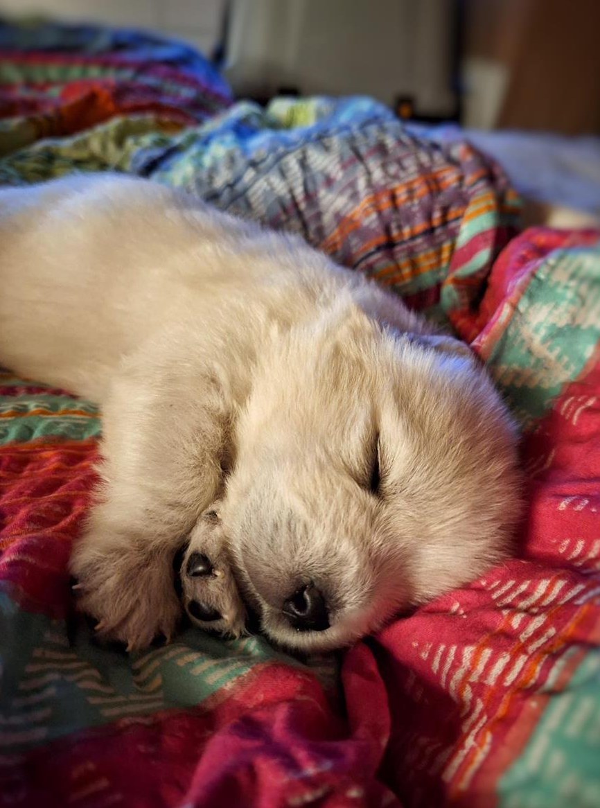 Maremmano-Abruzzese Welpen, familiennah + liebevoll aufgezogen