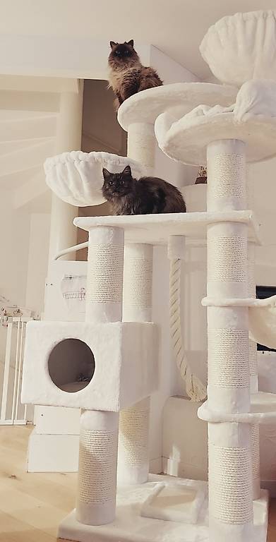 katzenbaum xl kratzbaum ø 16 cm starke stämme top qualität