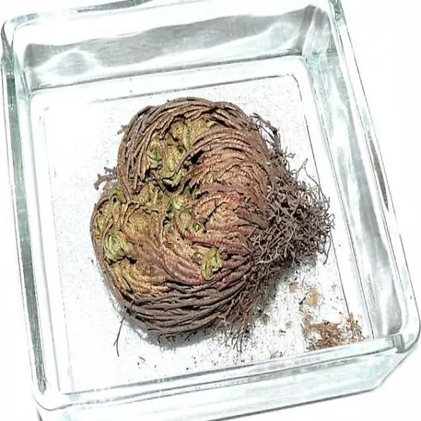  Rose von Jericho mini inklusive Schale