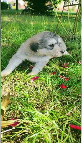 Pyrenäenberghund welpen