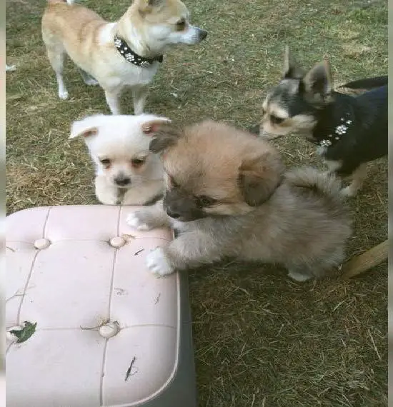 Wunderschöne Chihuahua Klein Spitz Welpen