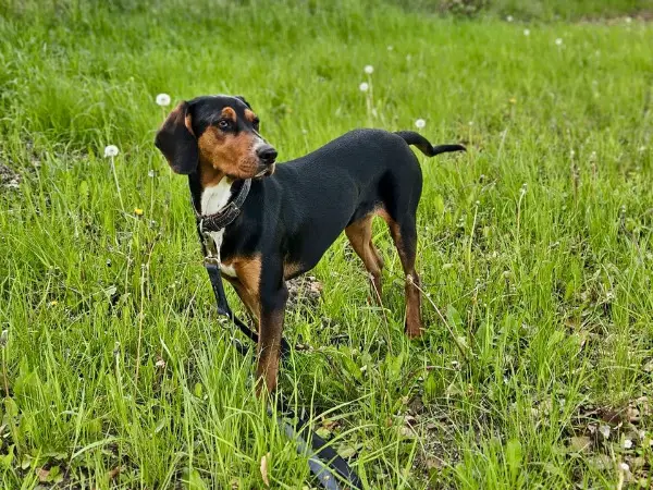 Jagdhund-Mix Feli sucht ein neues Zuhause