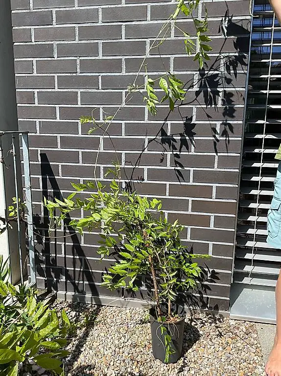 Blauregen / Glyzinie 80 - 200 cm