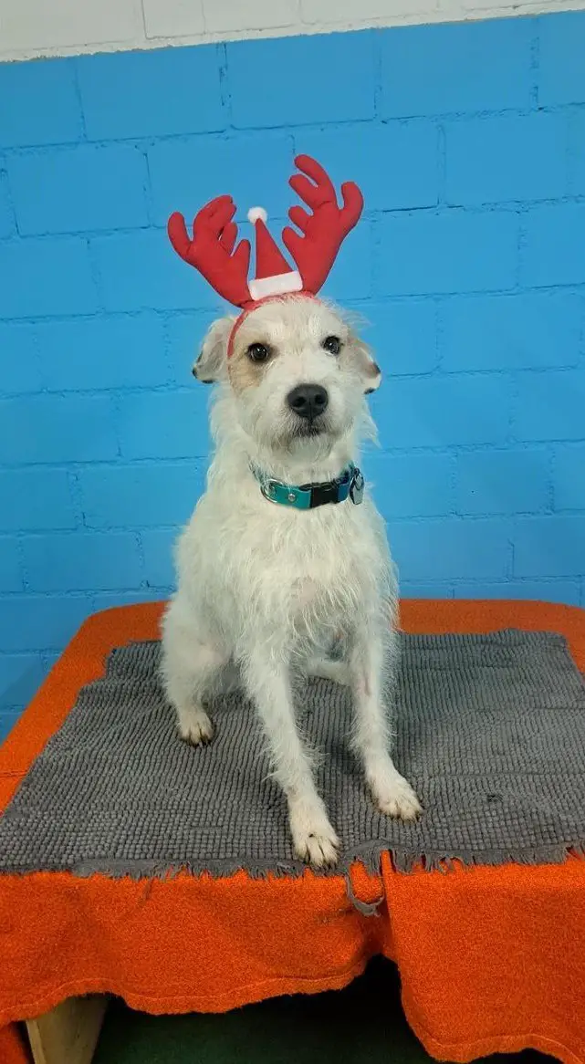 Tierpflegerin gesucht für Hundepension