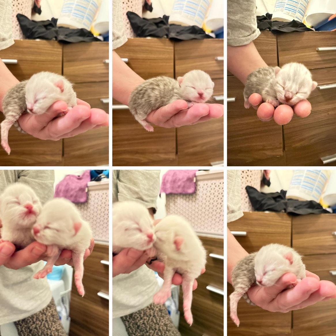 BKH Silver Shaded Point und Scottish Fold Kitten