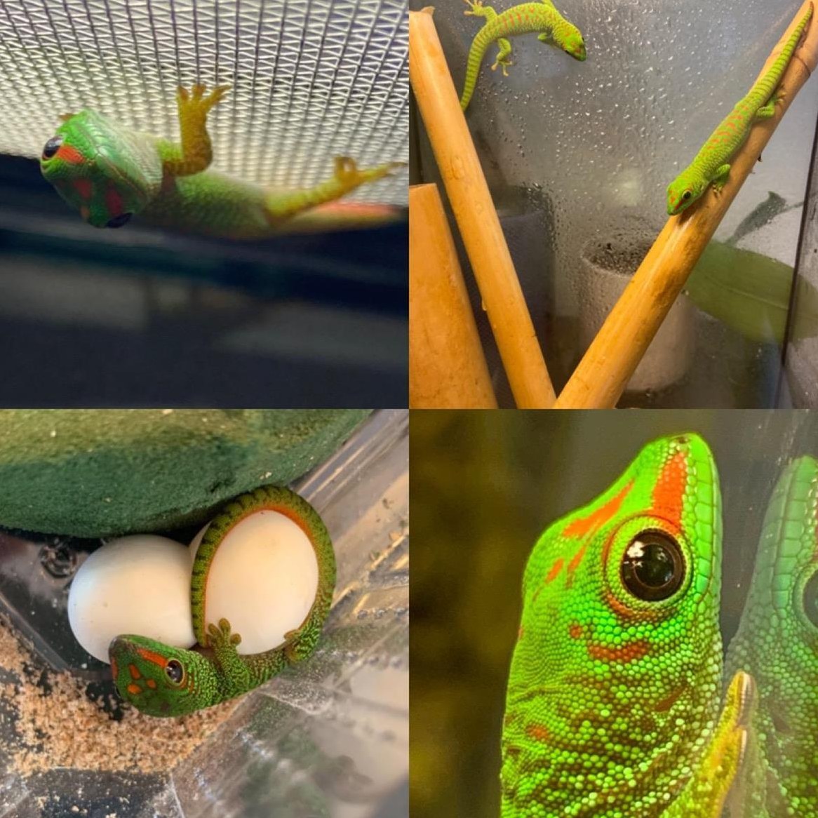2 Madagaskar Taggeckos aus eigener Zucht