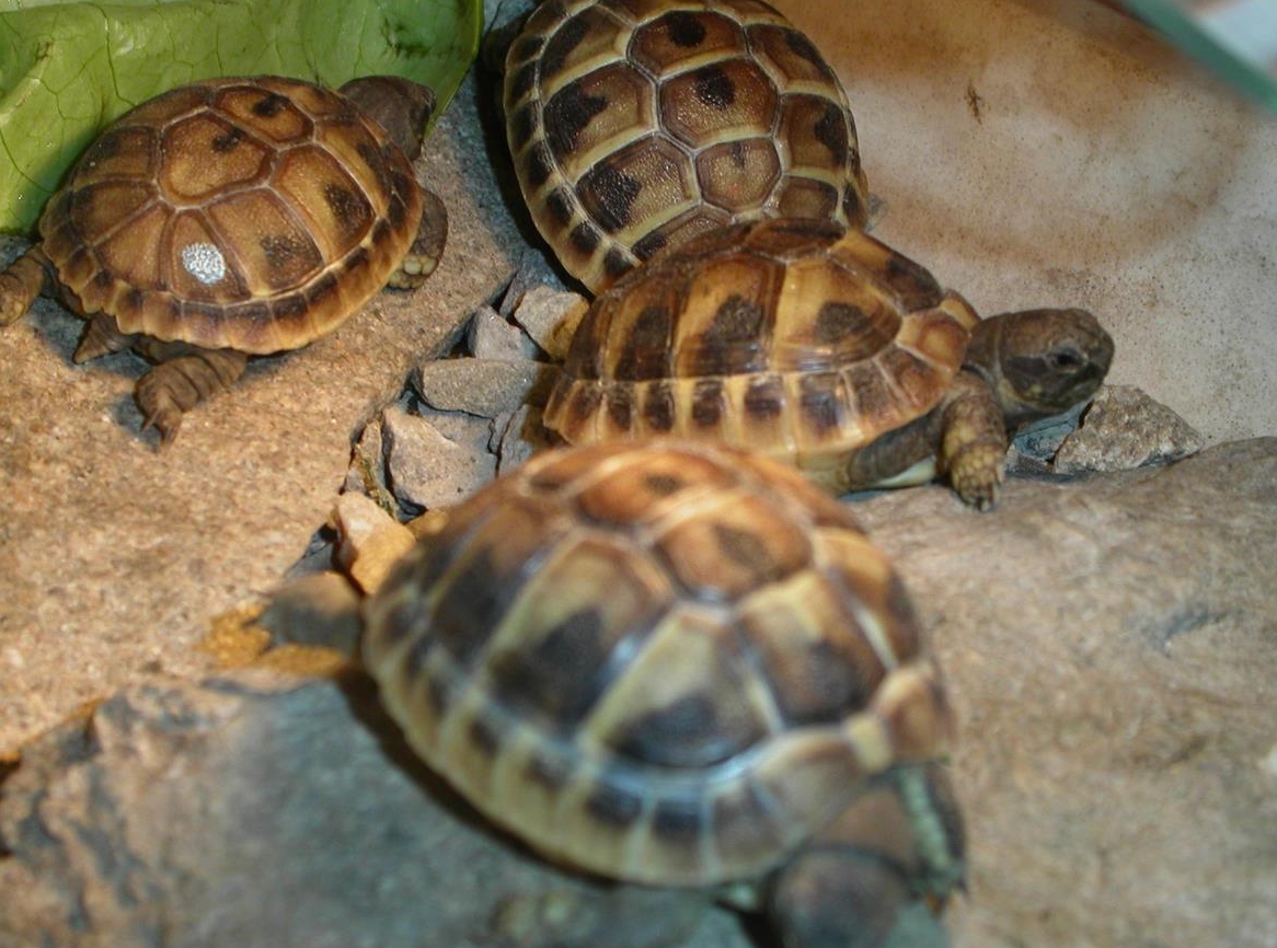 Griechische Landschildkröten suchen schönes Plätzchen