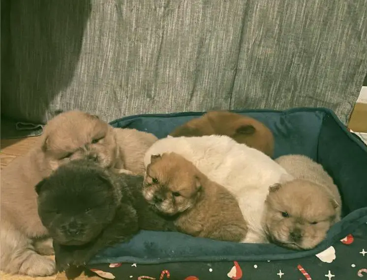 Chow Chow Zwergenbande