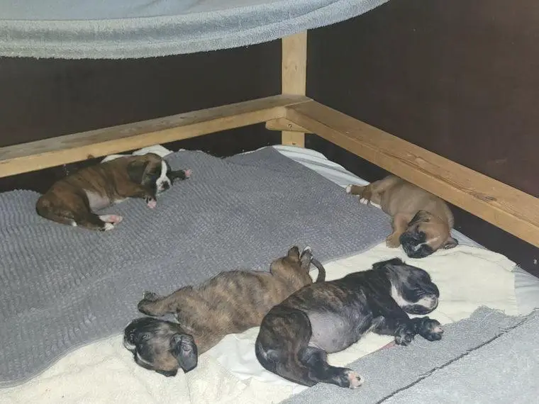 Boxerwelpen suchen ein schönes Zuhause