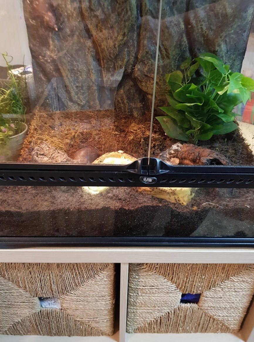 Achatschnecken mit Terrarium zu verkaufen