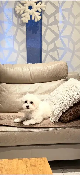 Wurfankündigung Maltipoo