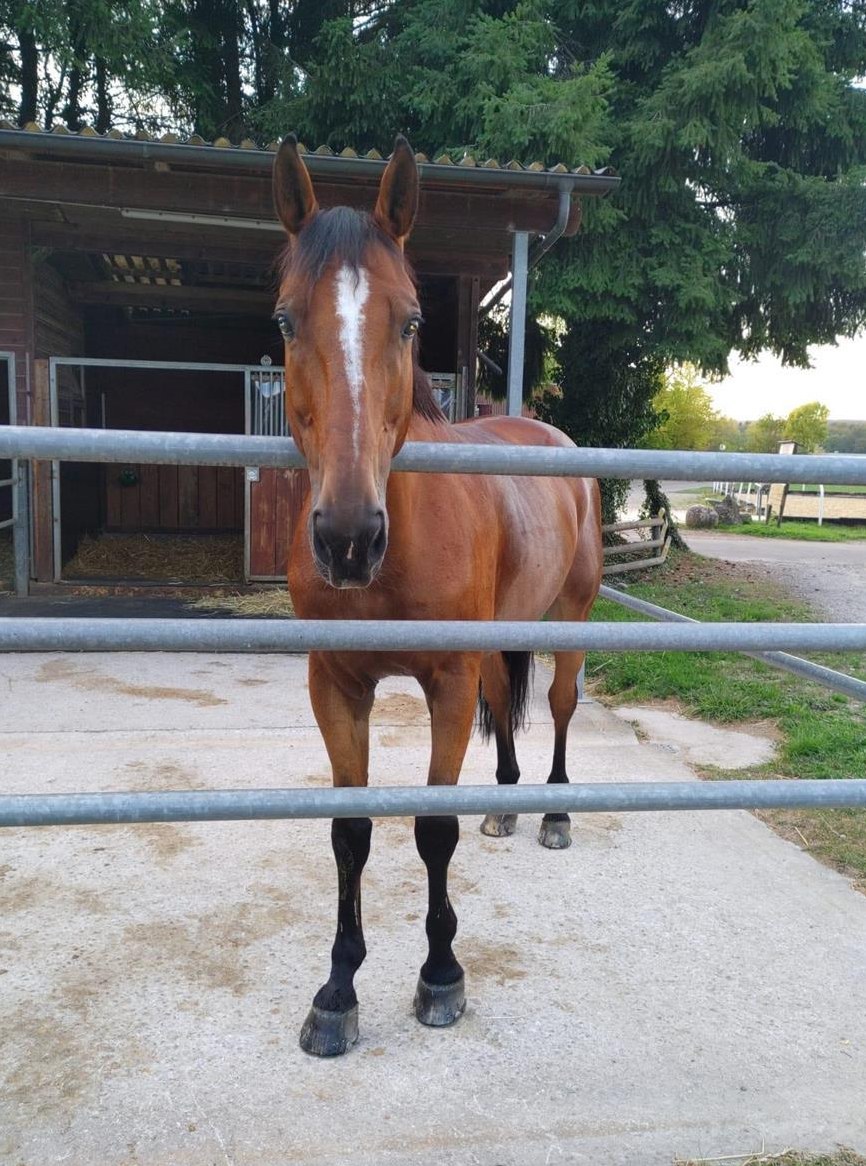 Reitbeteiligung für 15-jährigen Wallach in Möhlin AG