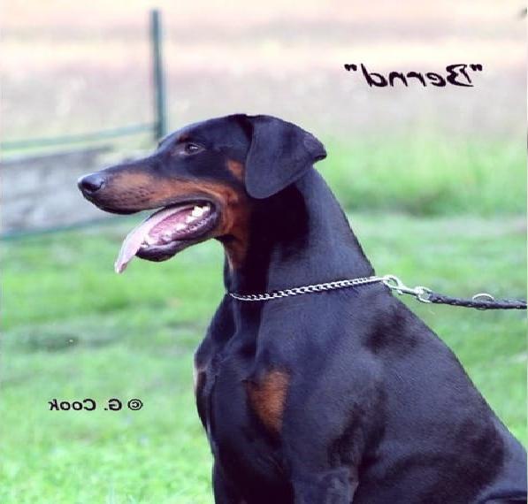 Dobermannwelpen aus alter, Deutscher, erfahrener Zucht.