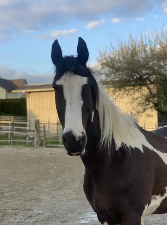 Biete Pflege- evtl. Reitbeteiligung im Raum 8558