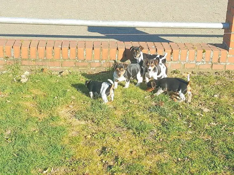 Jack Russel Welpen