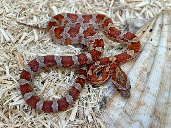 Kornnatter Miami Phase männlich