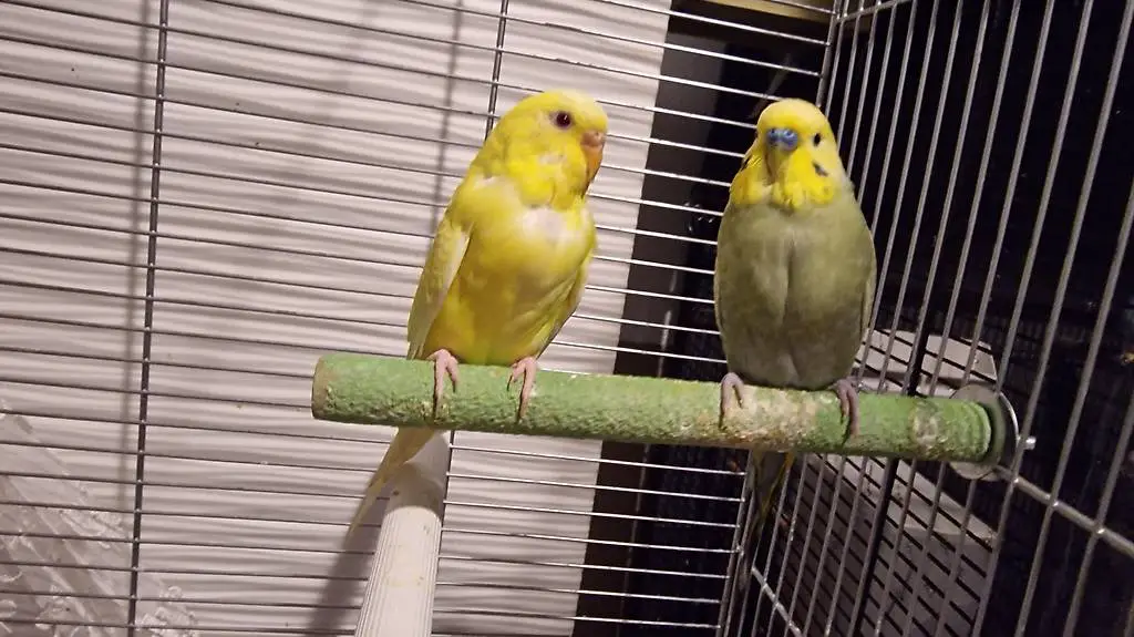 Wellensittiche mit Käfig