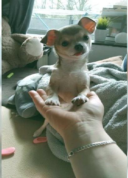 Reinrassige chihuahua