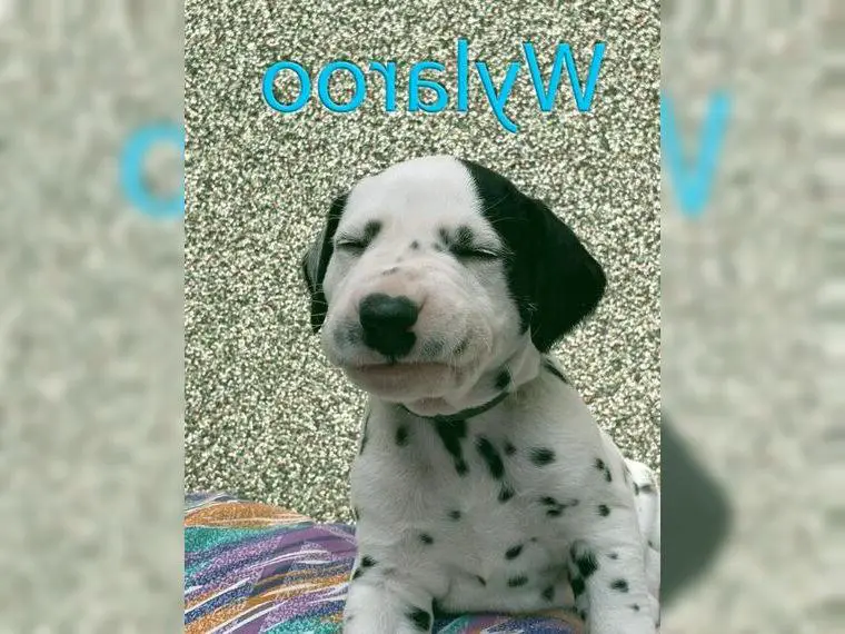 Männliche Dalmatinerwelpen aus liebevoller VDH Zucht in Bochum suchen noch ihre geeigneten Menschen