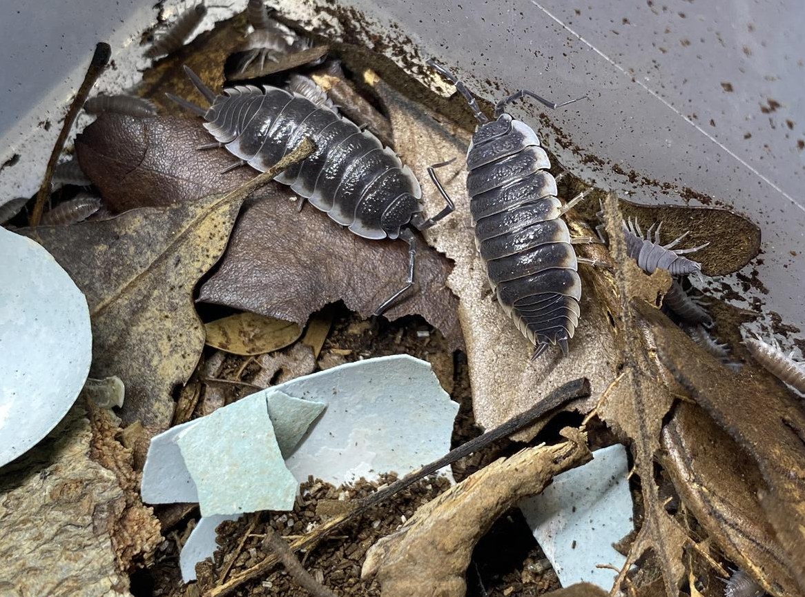 Verschiedene Asseln Arten aus Hobbyzucht