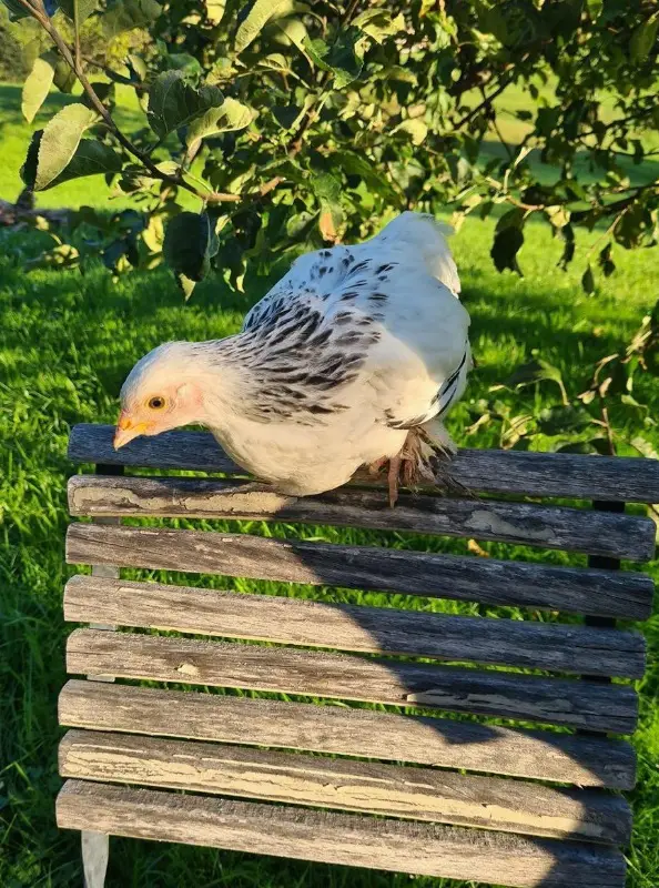 3 Barnevelder und 1 Sundheimer Hennen