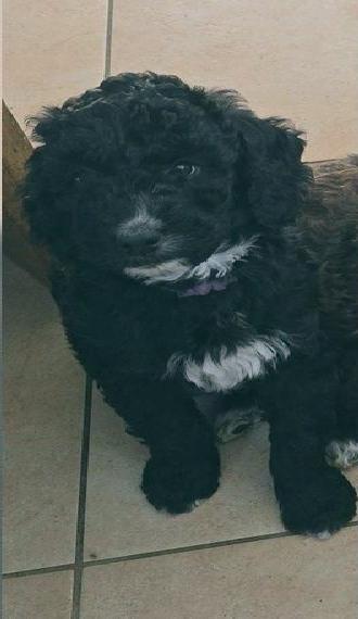 Bernedoodle wundervoll und zuckersüss