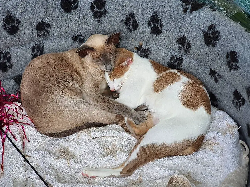 2 OKH/Siam Katzendamen suchen neues Forever-Zuhause