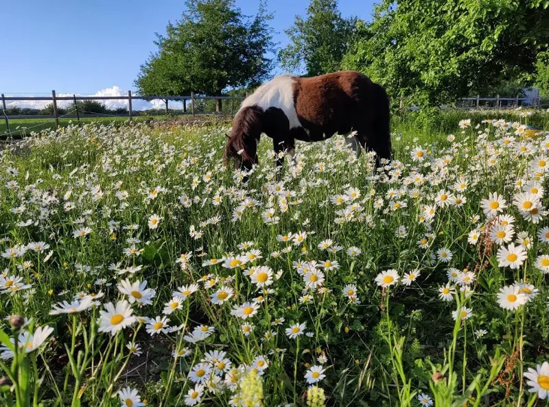 Toller Shetty x Poney Suisse Wallach