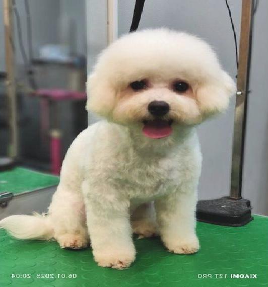 Bichon Frise Welpen Reinrassig (FCI)