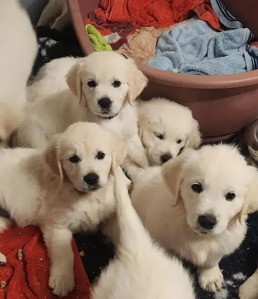 Wir erwarte Golden Retriever Welpen