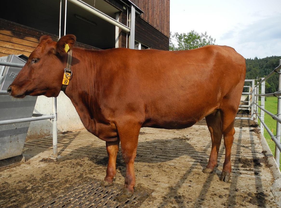 Hornloses F1 Mutterkuh Rind zu verkaufen