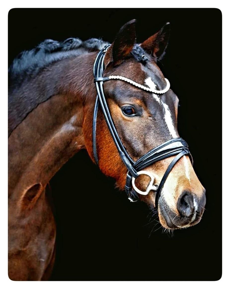 ** XL-Sportpony mit viel Perspektive **